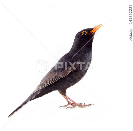 Blackbird (Turdus merula, male) on white background Blackbird (Turdus merula, male) on white background 141862223