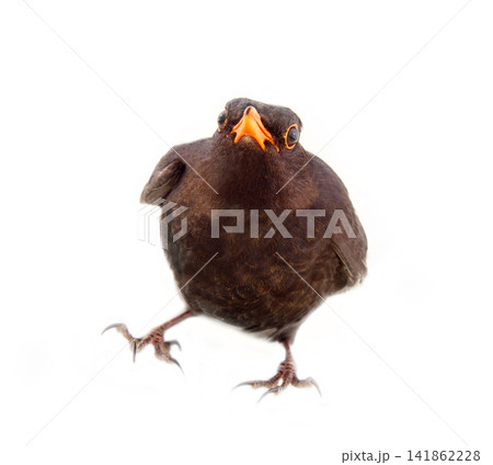 Blackbird (Turdus merula, male) on white background Blackbird (Turdus merula, male) on white background 141862228