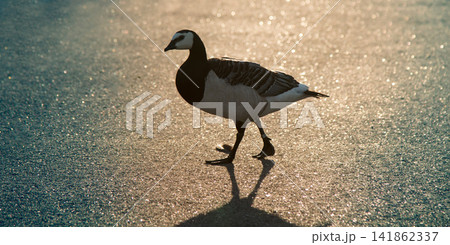 Geese sitting on the beach Geese sitting on the beach 141862337