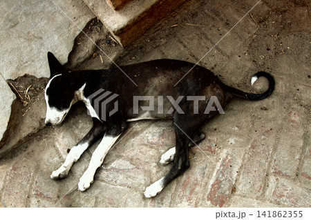 poor homeless skinny lorn dog on streets of city. poor homeless skinny lorn dog on streets of city. 141862355