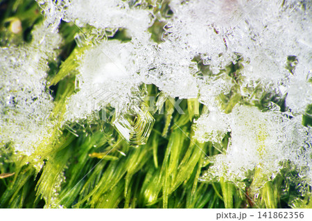 Patterned hoarfrost on grass Patterned hoarfrost on grass 141862356