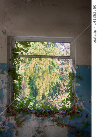 Ghost town captured wildlife 141862360