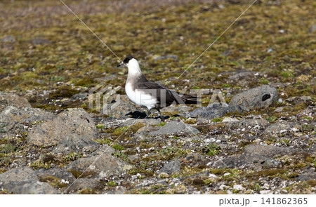 Arctic skua. Adult light morph. Arctic skua. Adult light morph. 141862365