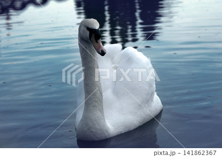 Cob swan portrait Cob swan portrait 141862367