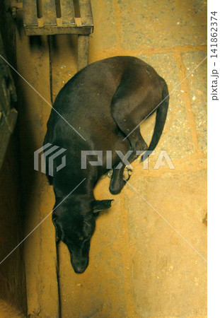 Stray dog in an emaciated state in Asia Stray dog in an emaciated state in Asia 141862374