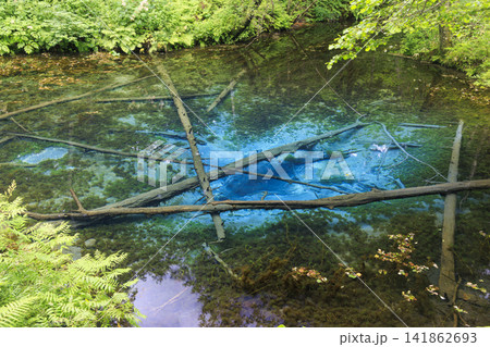 神の子池 (北海道 清里町) 摩周湖の源泉とも言われる美しい泉 神の子池 (北海道 清里町) 摩周湖の源泉とも言われる美しい泉 141862693