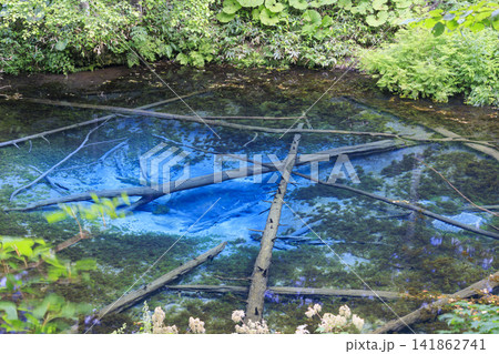 神の子池 (北海道 清里町) 摩周湖の源泉とも言われる美しい泉 神の子池 (北海道 清里町) 摩周湖の源泉とも言われる美しい泉 141862741