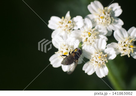 Big blowfly on white flower as bride clothes Big blowfly on white flower as bride clothes 141863002