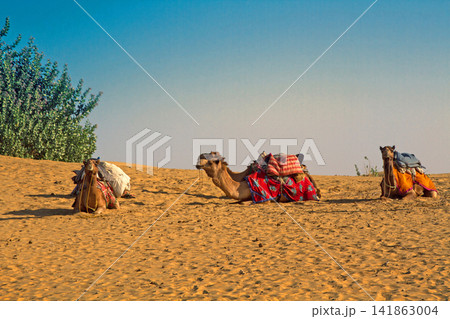 Camels rest after reaching the oasis Camels rest after reaching the oasis 141863004