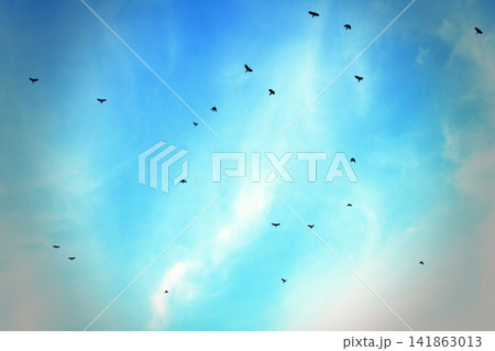 large flock of hooded crows flies against the sky large flock of hooded crows flies against the sky 141863013