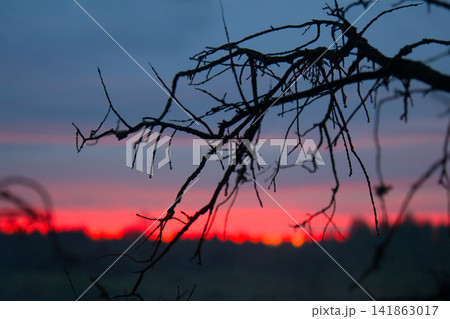 Crimson sunset and dead tree branches 141863017