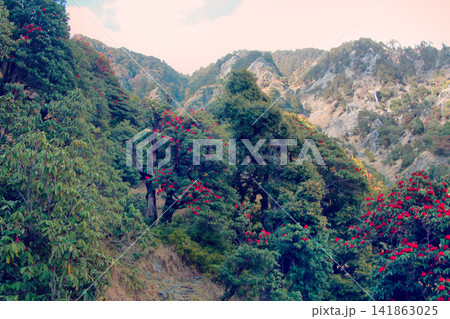 Flowering bushes, red tree rhododendron Himalayas Flowering bushes, red tree rhododendron Himalayas 141863025