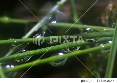 morning nature background with beautiful drop morning nature background with beautiful drop 141863027