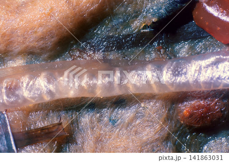 filamentous algae. macro 141863031