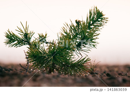 Small trees in fog and dew, pine undergrowth 141863039