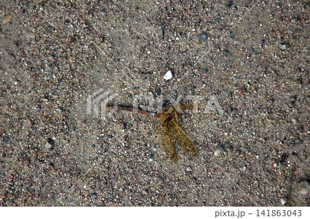 Dead dragonfly in sand 141863043