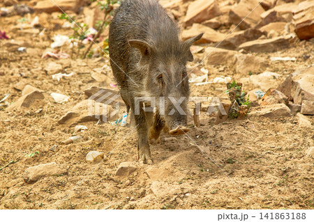 Woolly long-tailed pig and man on the street Woolly long-tailed pig and man on the street 141863188