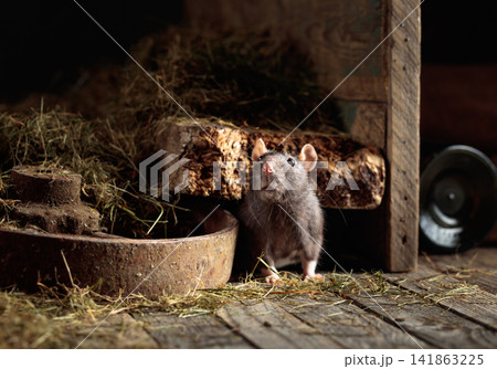 Wild rat in an old wooden barn. Wild rat in an old wooden barn. 141863225