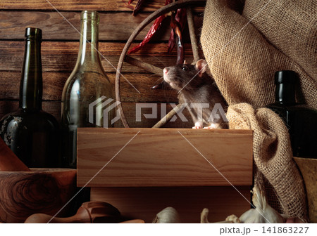 Gray rat in a rustic kitchen. Gray rat in a rustic kitchen. 141863227