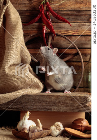 Gray rat in a rustic kitchen. Gray rat in a rustic kitchen. 141863230