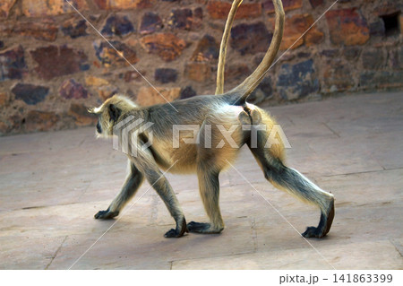 Female langur with a baby on his chest Female langur with a baby on his chest 141863399