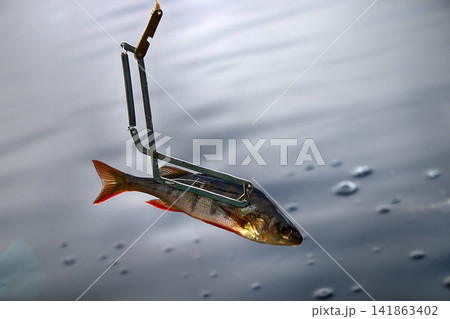 procedure of pike fishing in special trap procedure of pike fishing in special trap 141863402