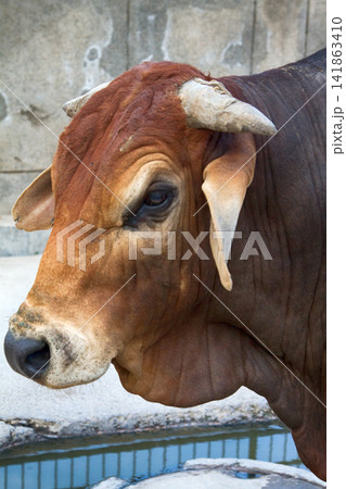 One of the breeds of zebu cattle One of the breeds of zebu cattle 141863410