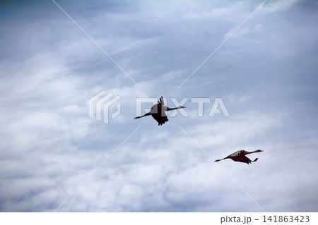 Gray Crane (common crane, Grus grus), pair 141863423