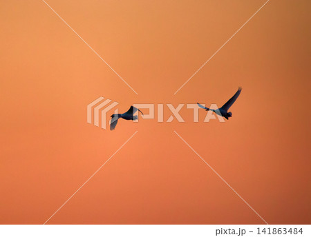 Flying swans against dramatically sunset sky Flying swans against dramatically sunset sky 141863484