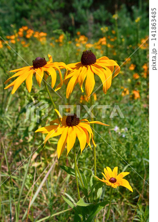 Florescence of rudbeckia red on flower bed Florescence of rudbeckia red on flower bed 141863485