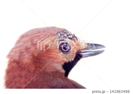 Common jay (Garrulus glandarius) - bird on white background Common jay (Garrulus glandarius) - bird on white background 141863498
