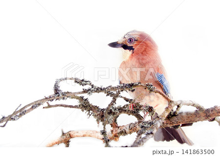 Common jay (Garrulus glandarius) - bird on white background Common jay (Garrulus glandarius) - bird on white background 141863500