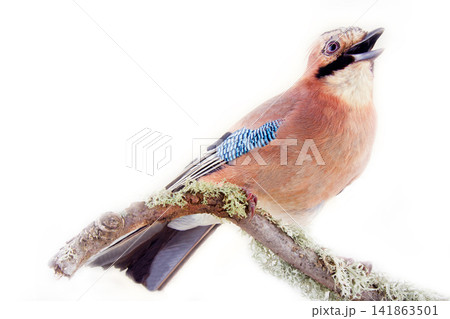 Common jay (Garrulus glandarius) - bird on white background 141863501