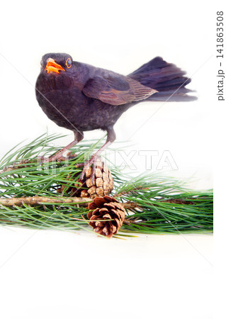 Blackbird (Turdus merula, male) on white background Blackbird (Turdus merula, male) on white background 141863508