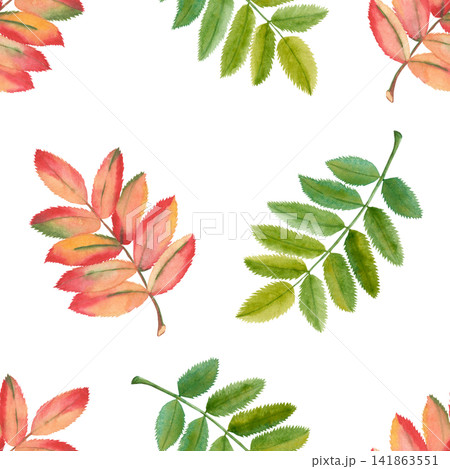 Autumn Watercolor Seamless Pattern with Rowan Leaves Autumn Watercolor Seamless Pattern with Rowan Leaves 141863551