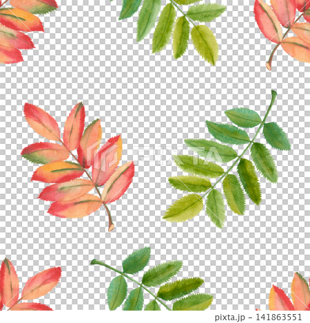 Autumn Watercolor Seamless Pattern with Rowan Leaves Autumn Watercolor Seamless Pattern with Rowan Leaves 141863551