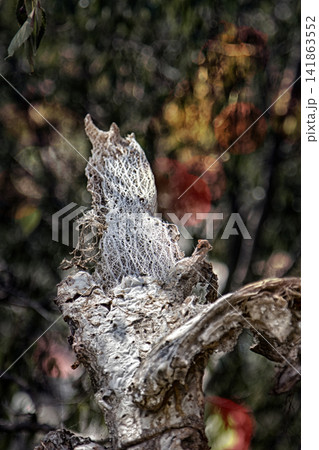 Dead prickly pear unusual whimsical shapes Dead prickly pear unusual whimsical shapes 141863552