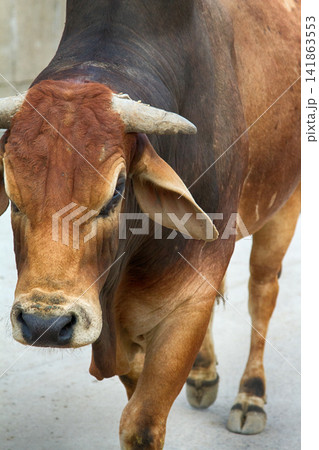 One of the breeds of zebu cattle One of the breeds of zebu cattle 141863553