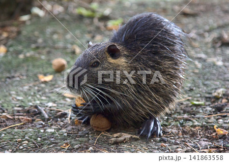 Nutria on banks of the canal. Wild nutria Nutria on banks of the canal. Wild nutria 141863558