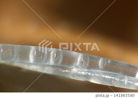 filamentous algae. macro 141863580