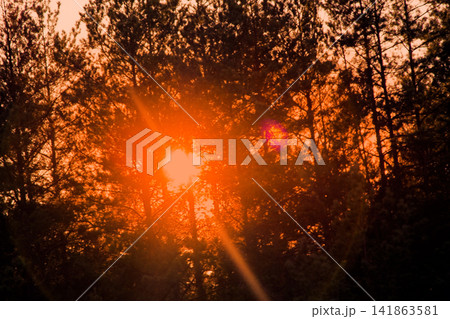 magic evening light in the woods 141863581