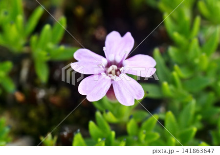 Blue eye forget-me-nots Blue eye forget-me-nots 141863647