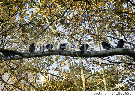 Old sycamore tree and resting on branches doves Old sycamore tree and resting on branches doves 141863650