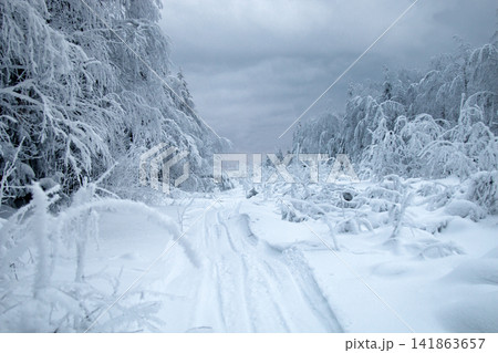 Snow logging road in Siberian snow-covered and frosty forest Snow logging road in Siberian snow-covered and frosty forest 141863657