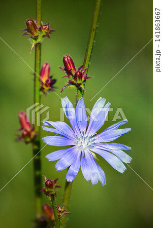 blue dandelion flower and bud close up blue dandelion flower and bud close up 141863667