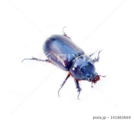 Rhinoceros beetle crawling on a white background Rhinoceros beetle crawling on a white background 141863669