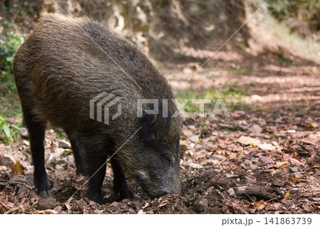 Wild boar digs snout acorns in woods Wild boar digs snout acorns in woods 141863739