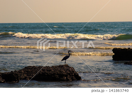 Birds of India. Pacific reef heron (Egretta sacra) Birds of India. Pacific reef heron (Egretta sacra) 141863740