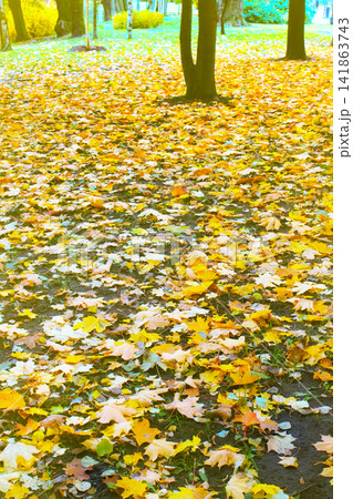 Autumn arrived in city, urban nature. 141863743