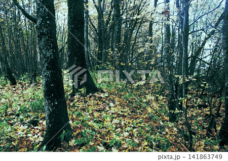 Abandoned old Park with a pond, streams, ancient trees, garden benches Abandoned old Park with a pond, streams, ancient trees, garden benches 141863749